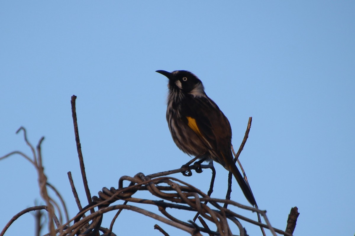 New Holland Honeyeater - Michael Shearston