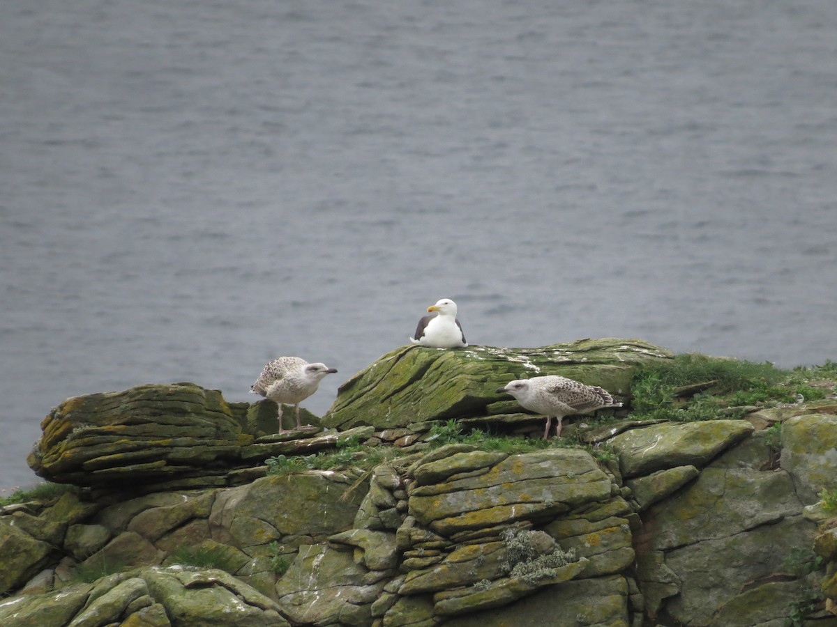 Great Black-backed Gull - ML620820256