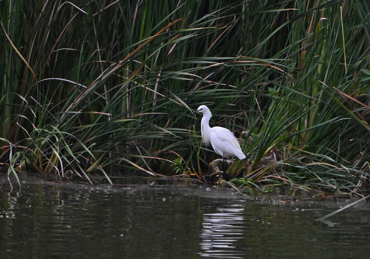 Snowy Egret - ML620820260