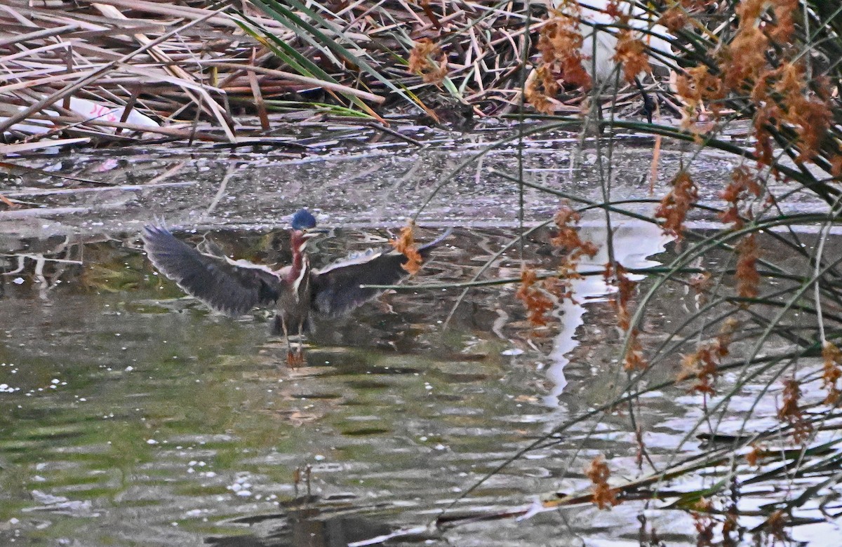 Green Heron - ML620820266