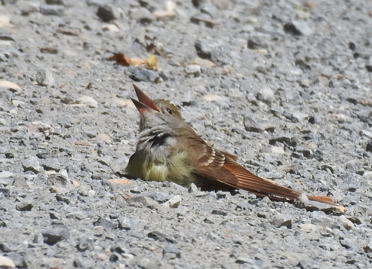 Great Crested Flycatcher - ML620820267