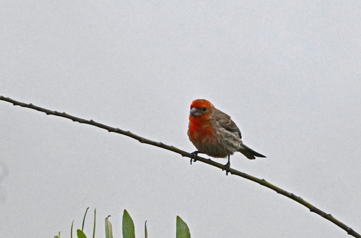 House Finch - Paul Nale