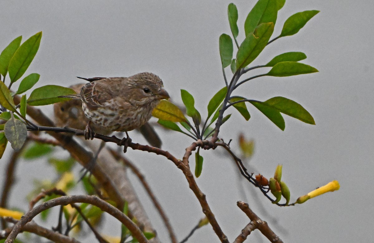 House Finch - ML620820274