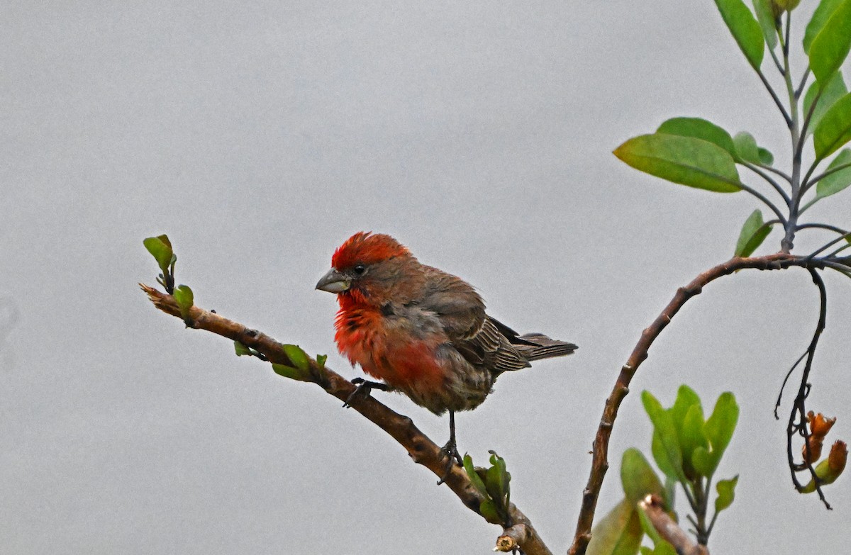 House Finch - ML620820275