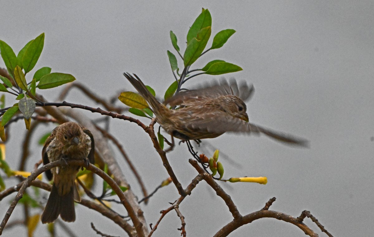 House Finch - ML620820276