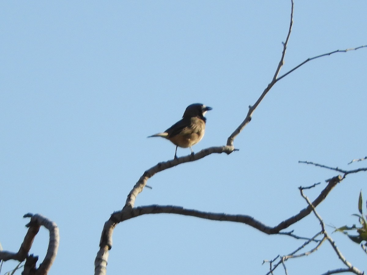 Crested Bellbird - ML620820282