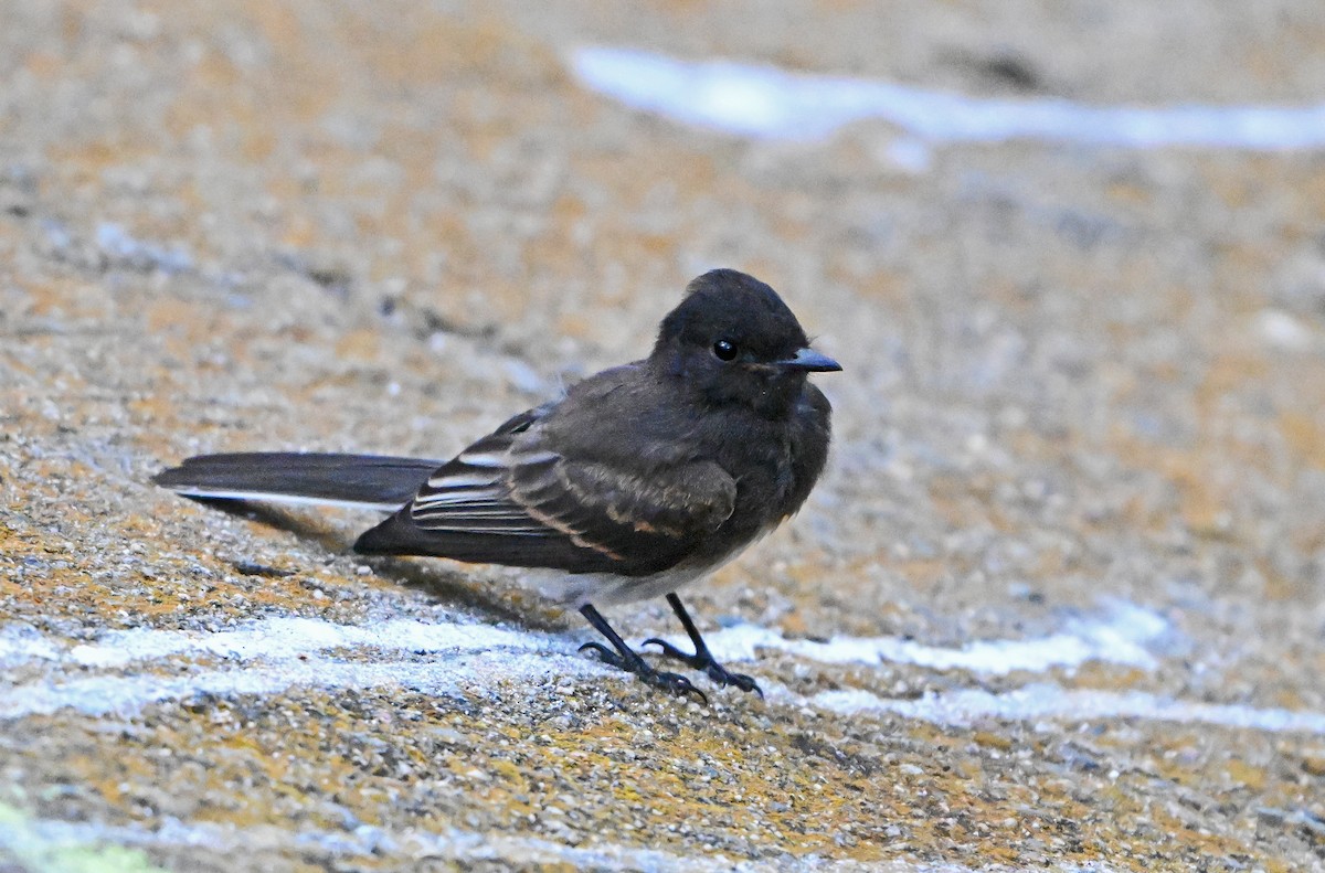 Black Phoebe - ML620820284