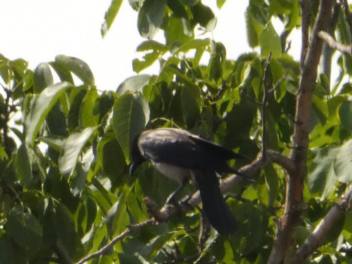 Hooded Crow - ML620820291