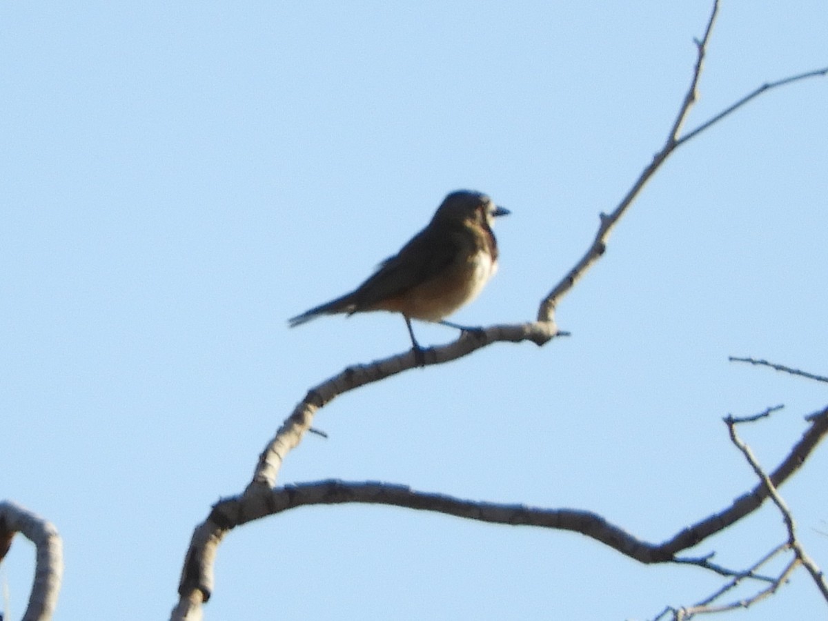 Crested Bellbird - ML620820292