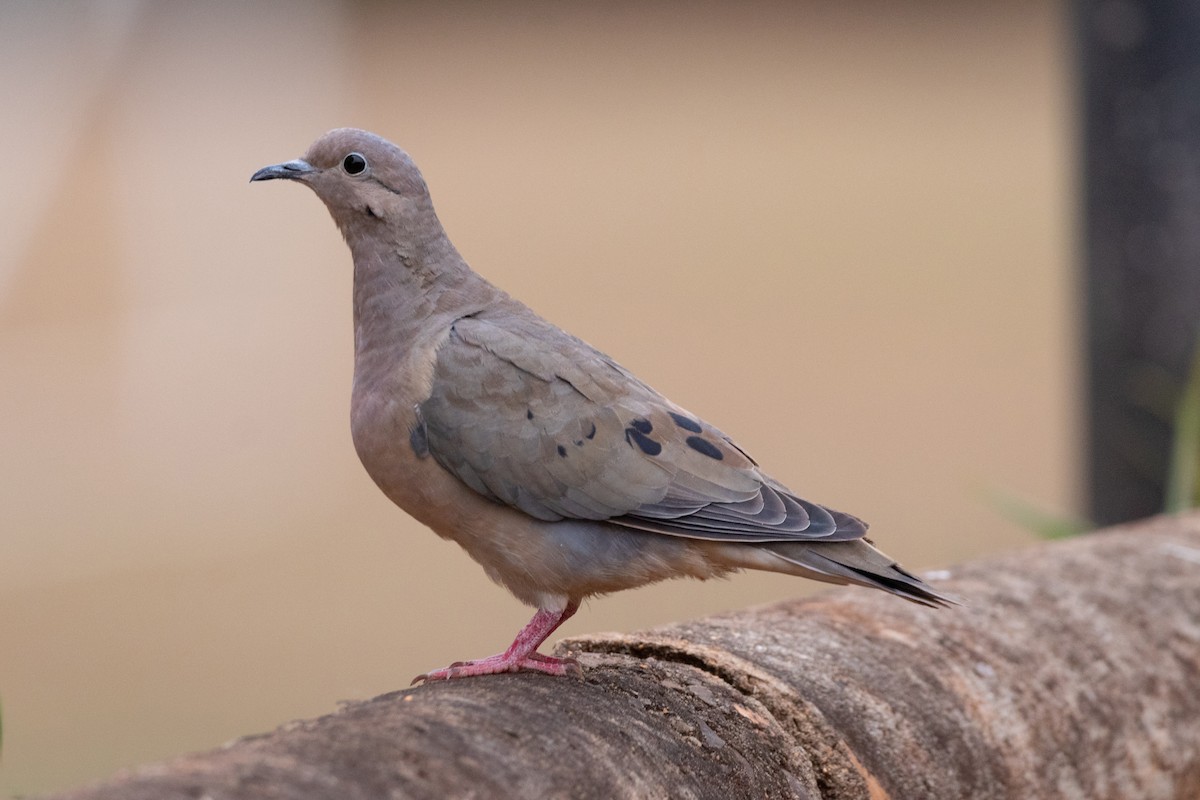 Eared Dove - Celso Modesto Jr.