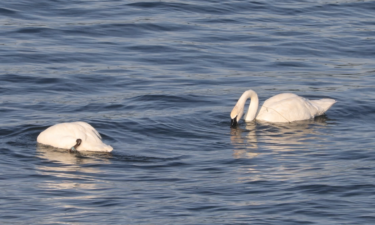 Trumpeter Swan - ML620820298