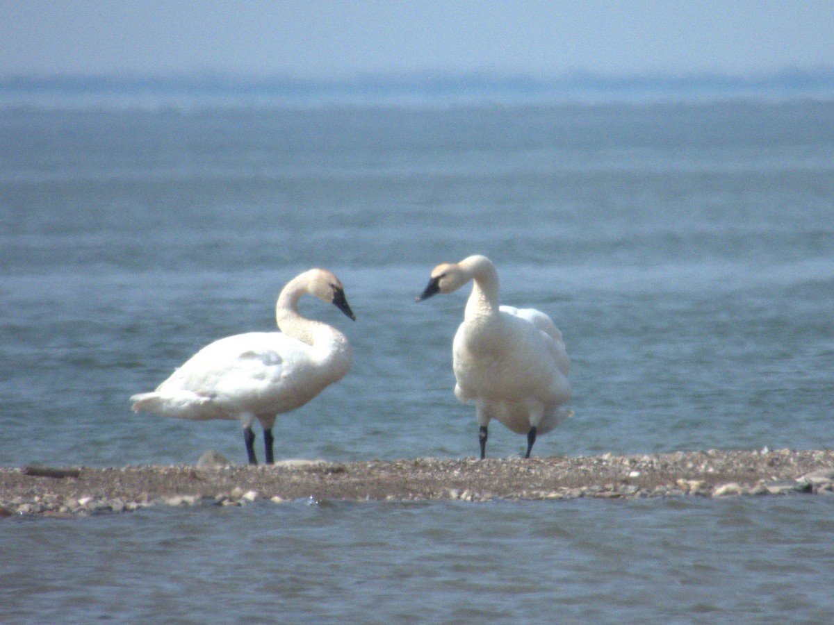 Tundra Swan - Vince Hiebert