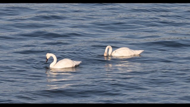 Cisne Trompetero - ML620820306