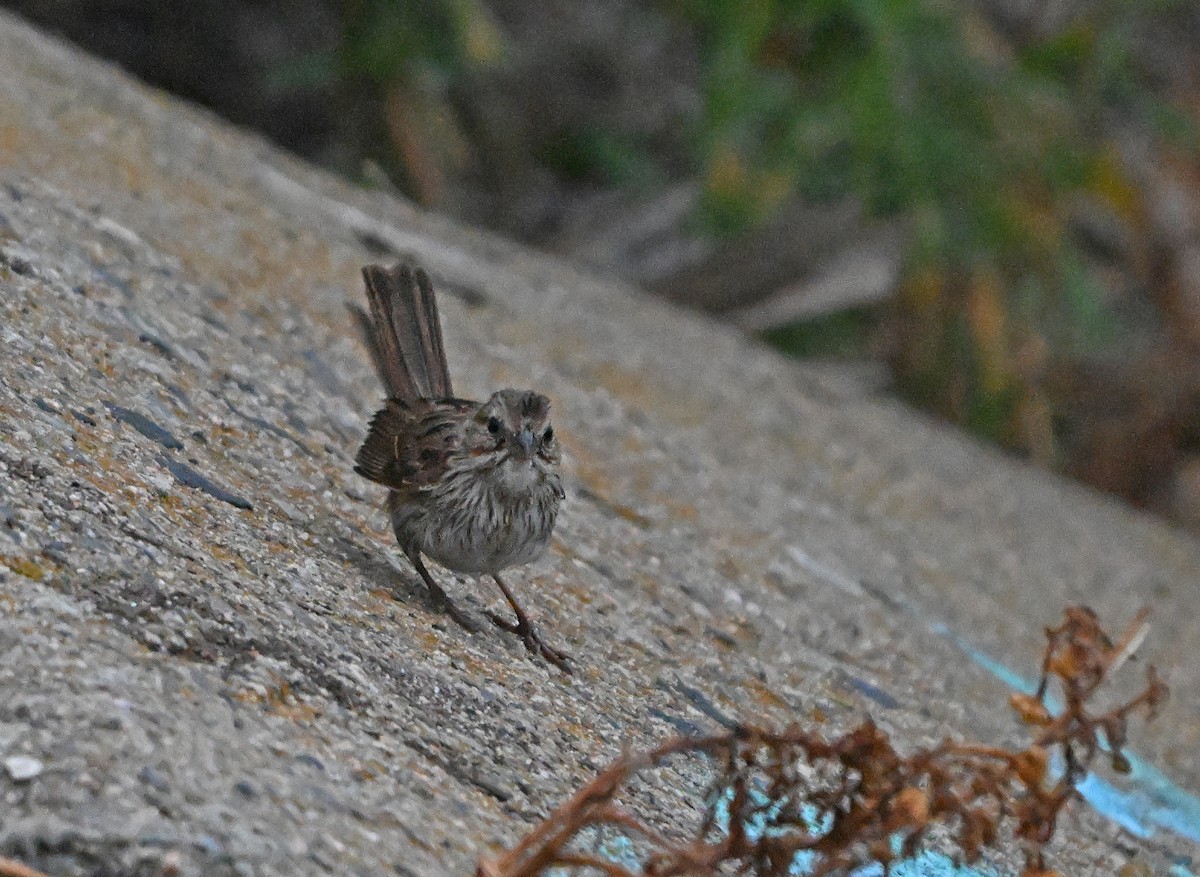 Song Sparrow - ML620820307