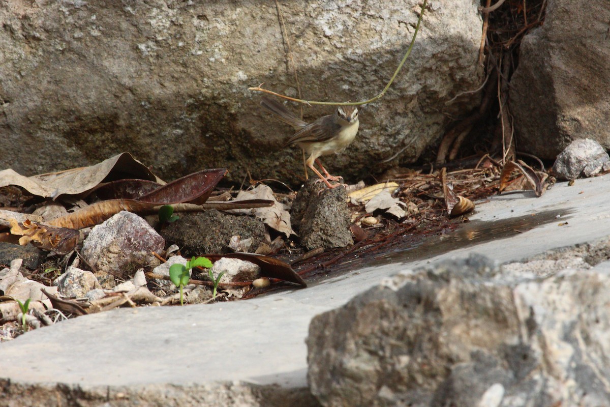 Plain Prinia - ML620820308