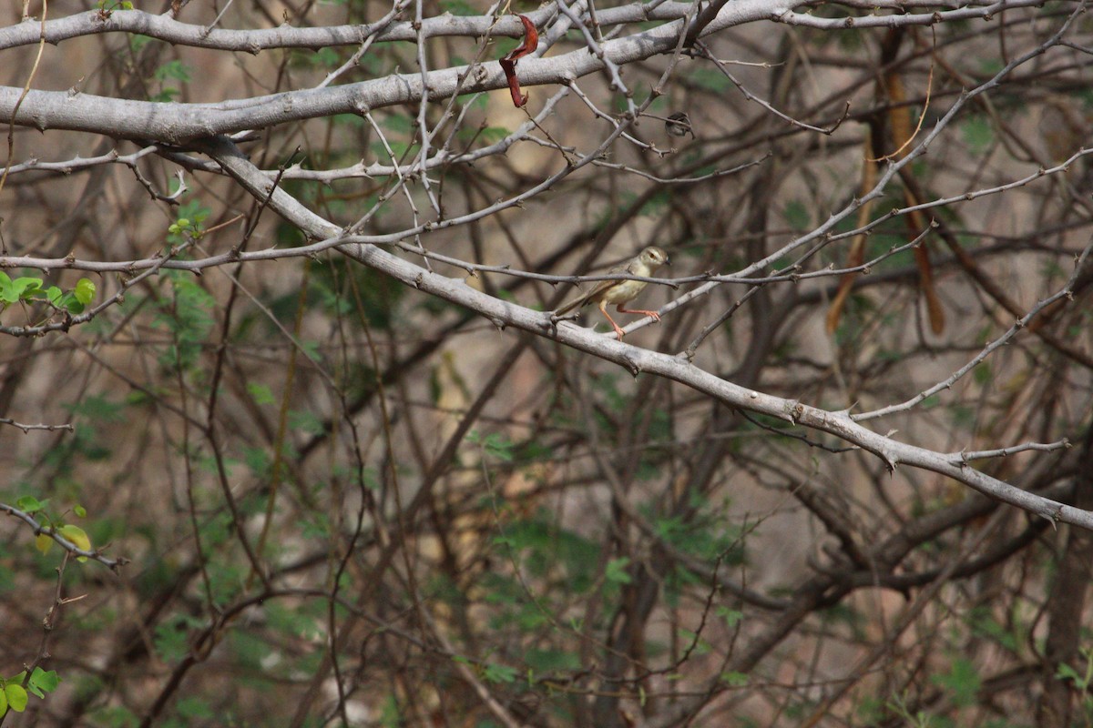 Plain Prinia - ML620820309