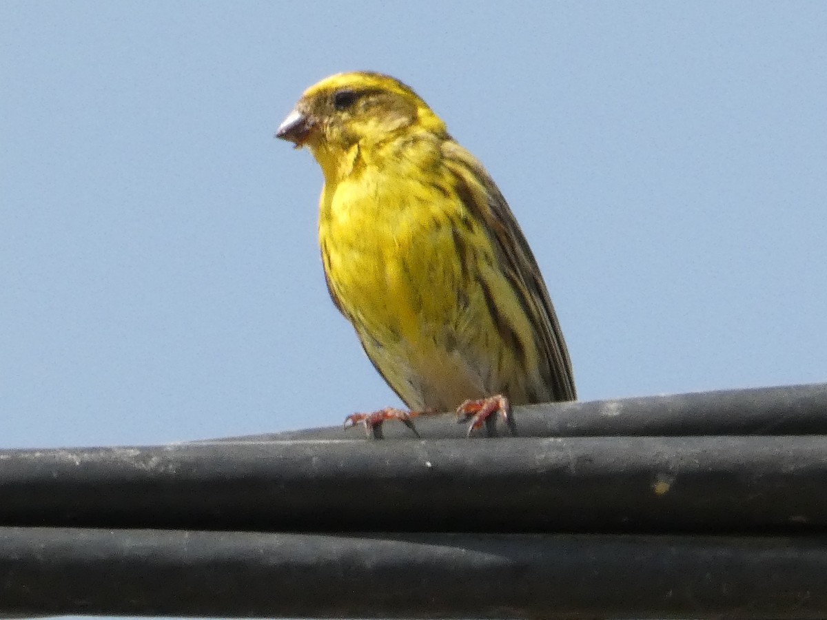 European Serin - ML620820310