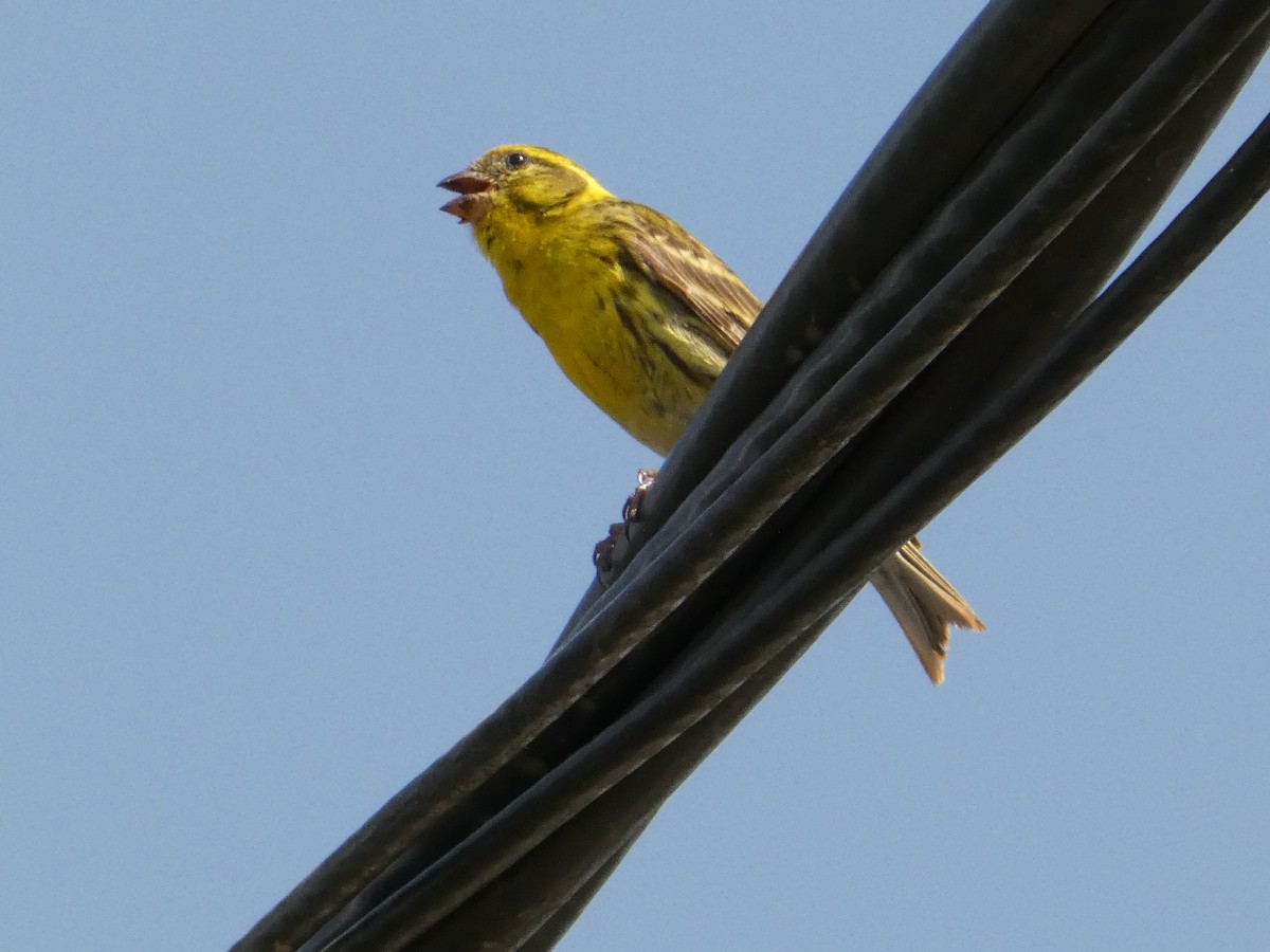 European Serin - ML620820312