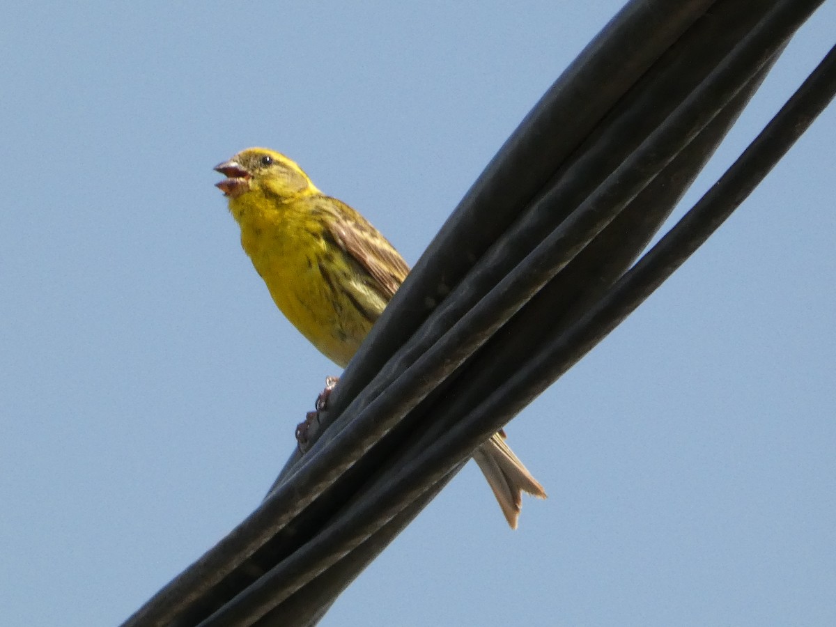 European Serin - ML620820313