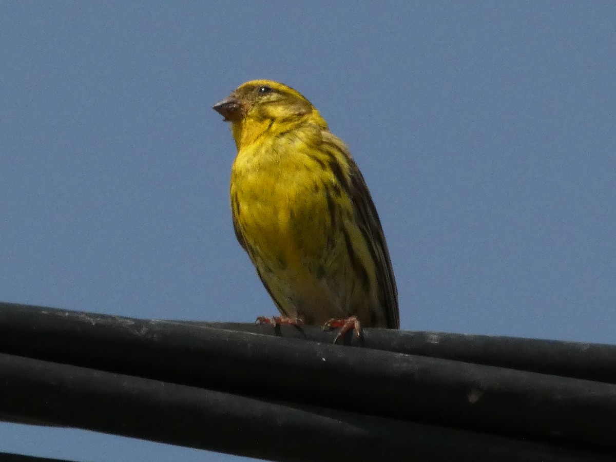 European Serin - ML620820314