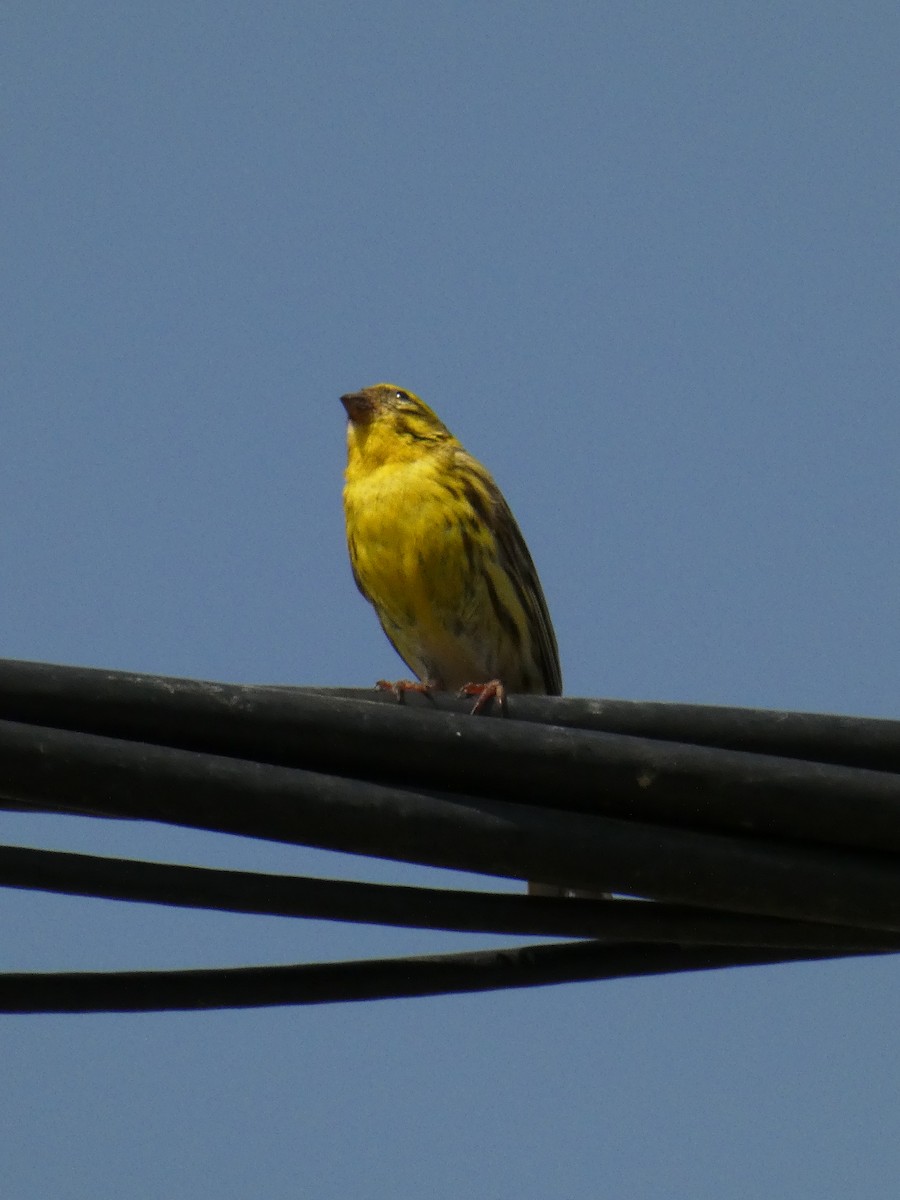 European Serin - ML620820315