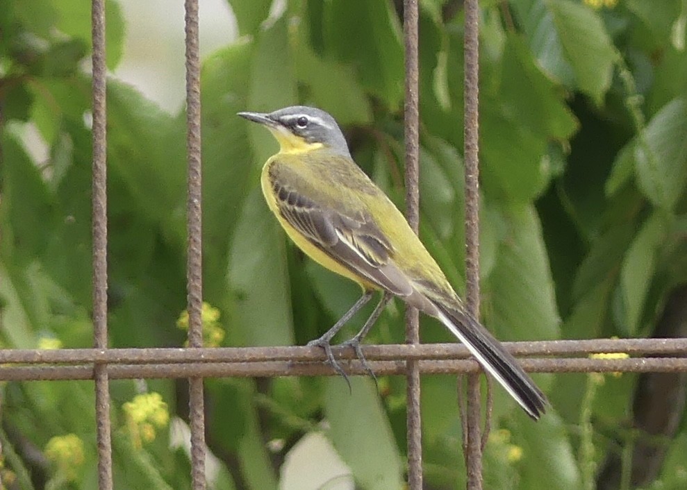 Western Yellow Wagtail - ML620820316