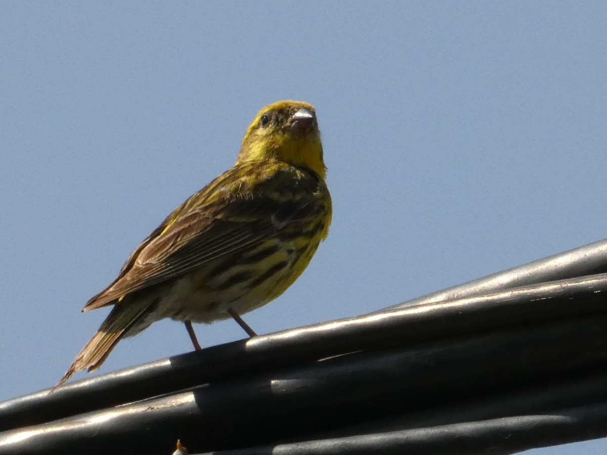 European Serin - ML620820317