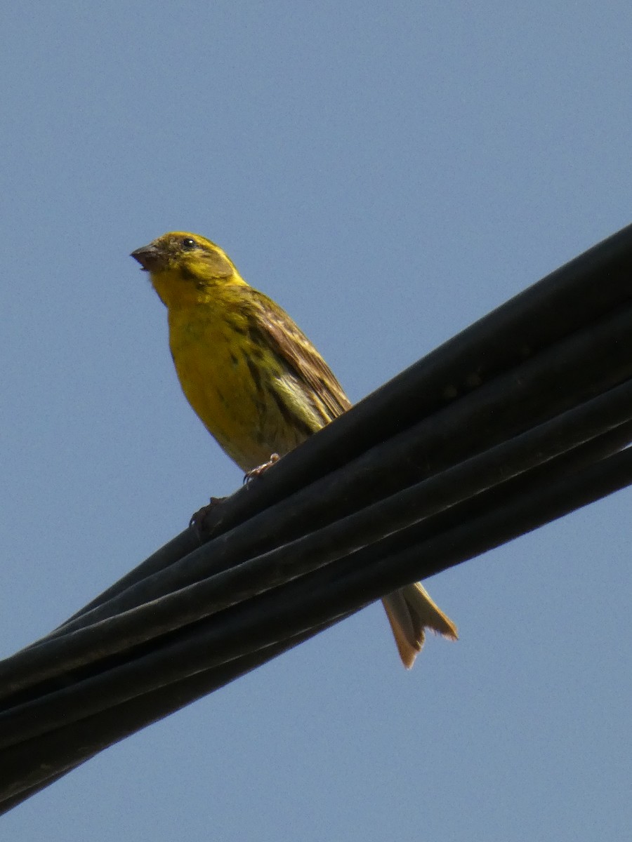 European Serin - ML620820318