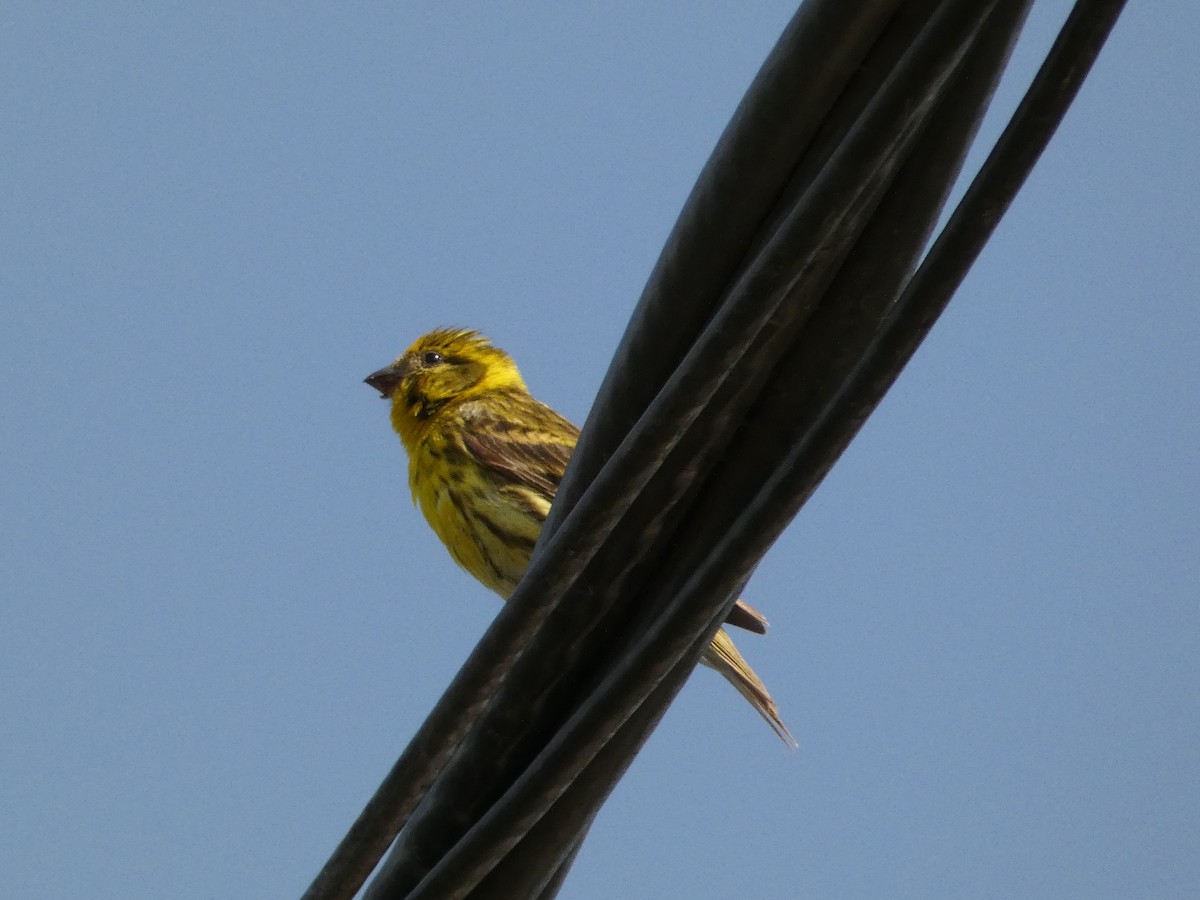 European Serin - ML620820319