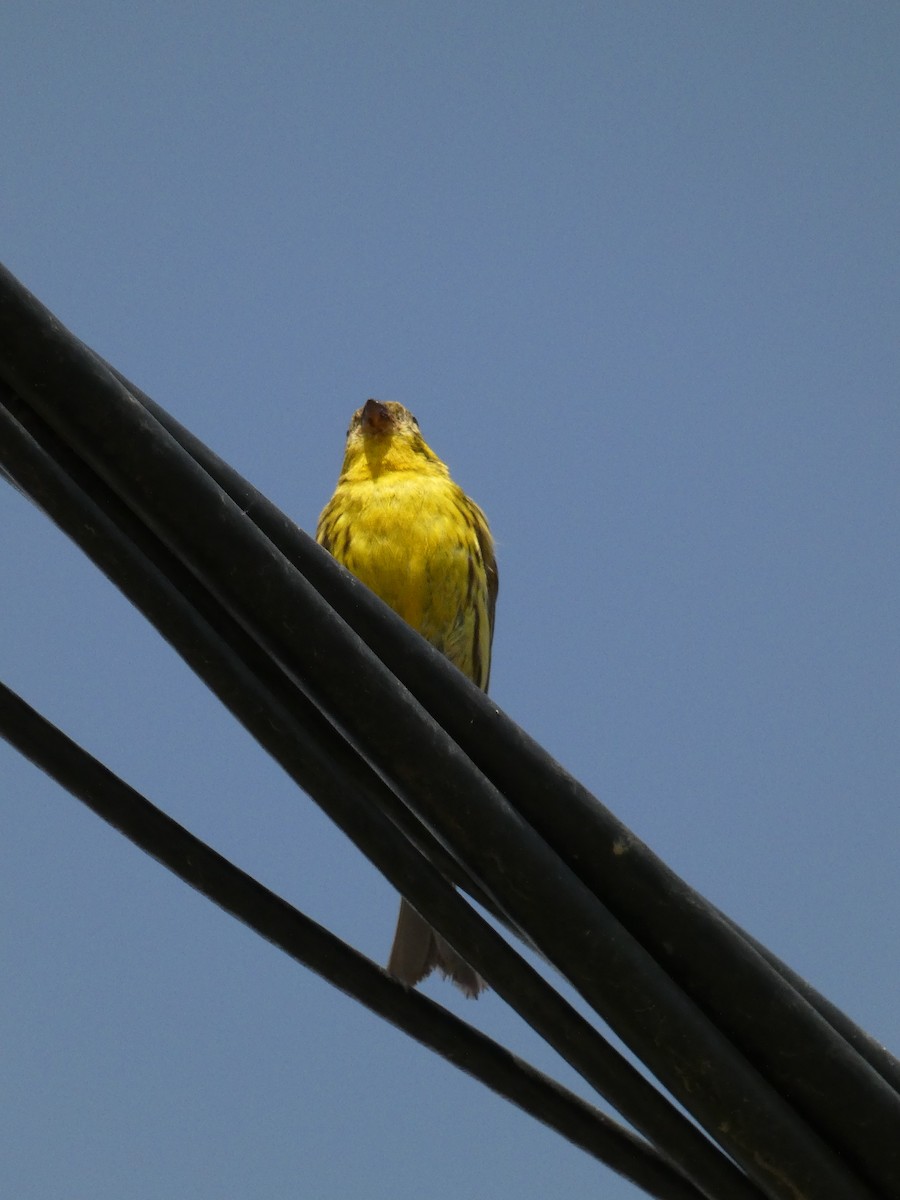 European Serin - ML620820320