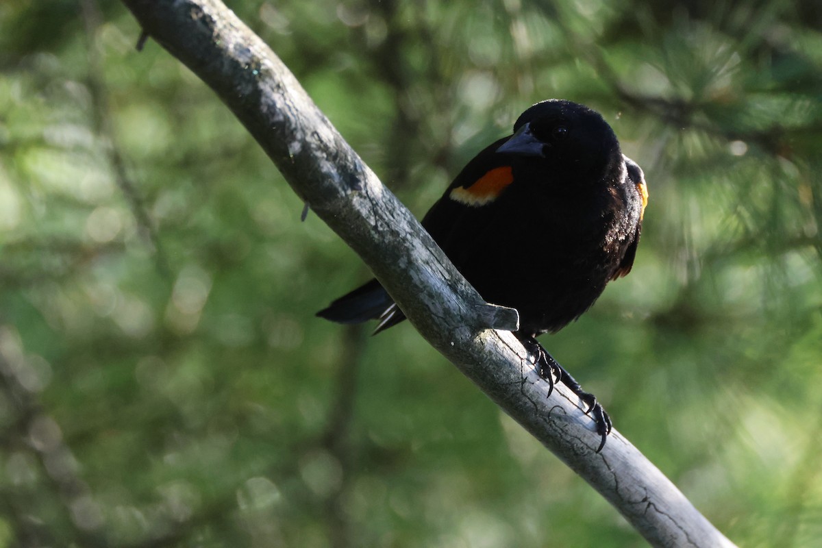 Red-winged Blackbird - ML620820321