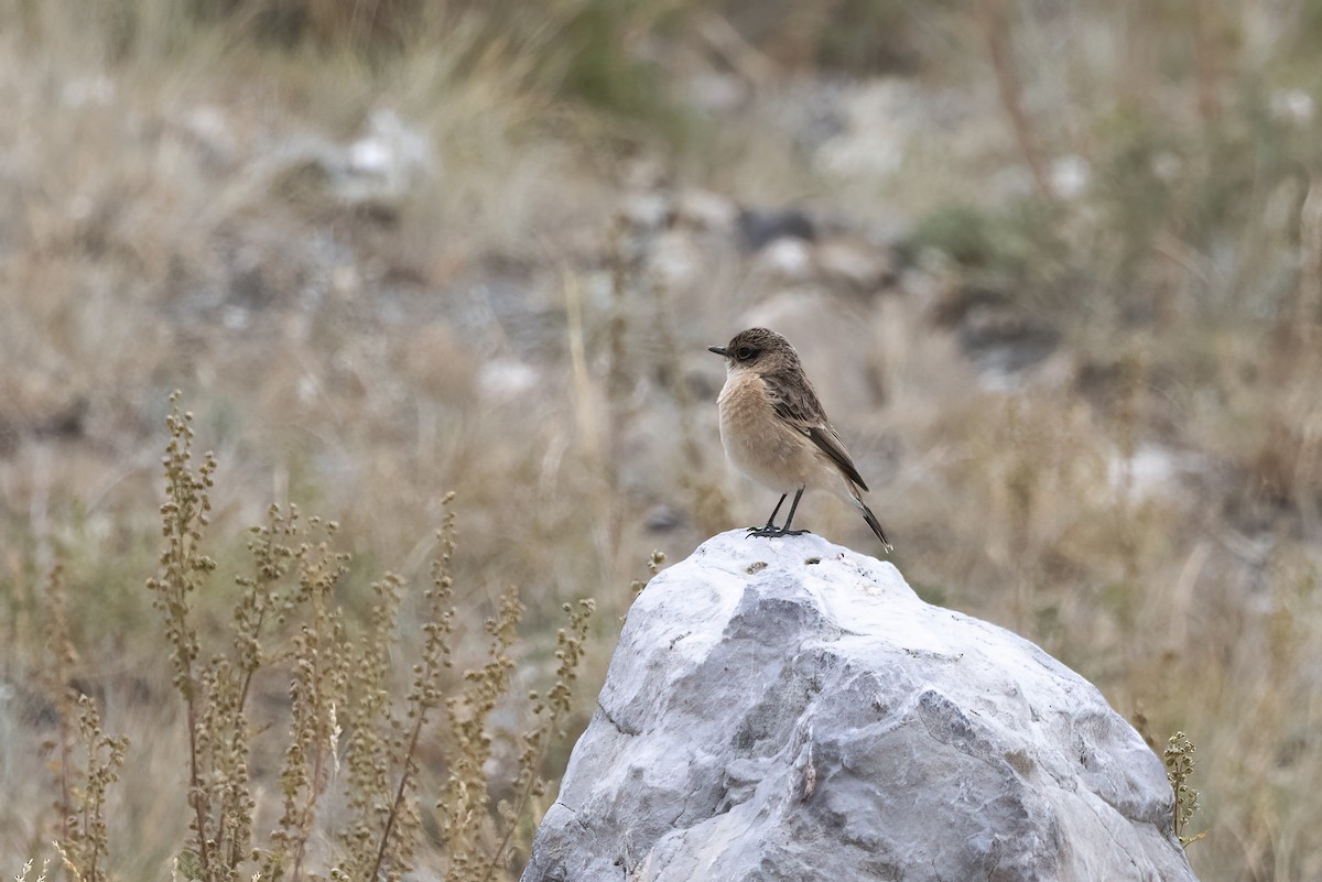 Siberian Stonechat - ML620820322