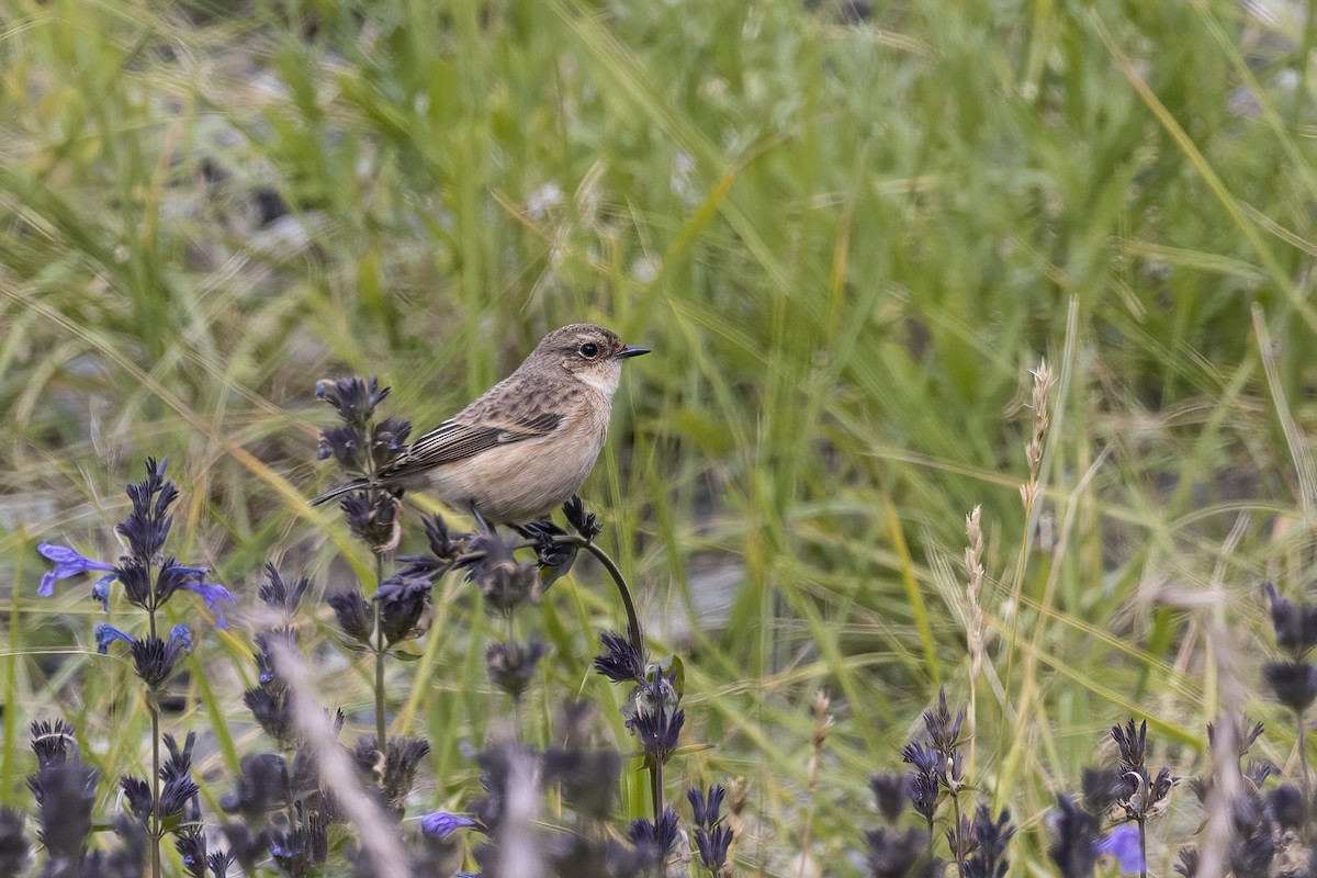 Pallasschwarzkehlchen - ML620820323