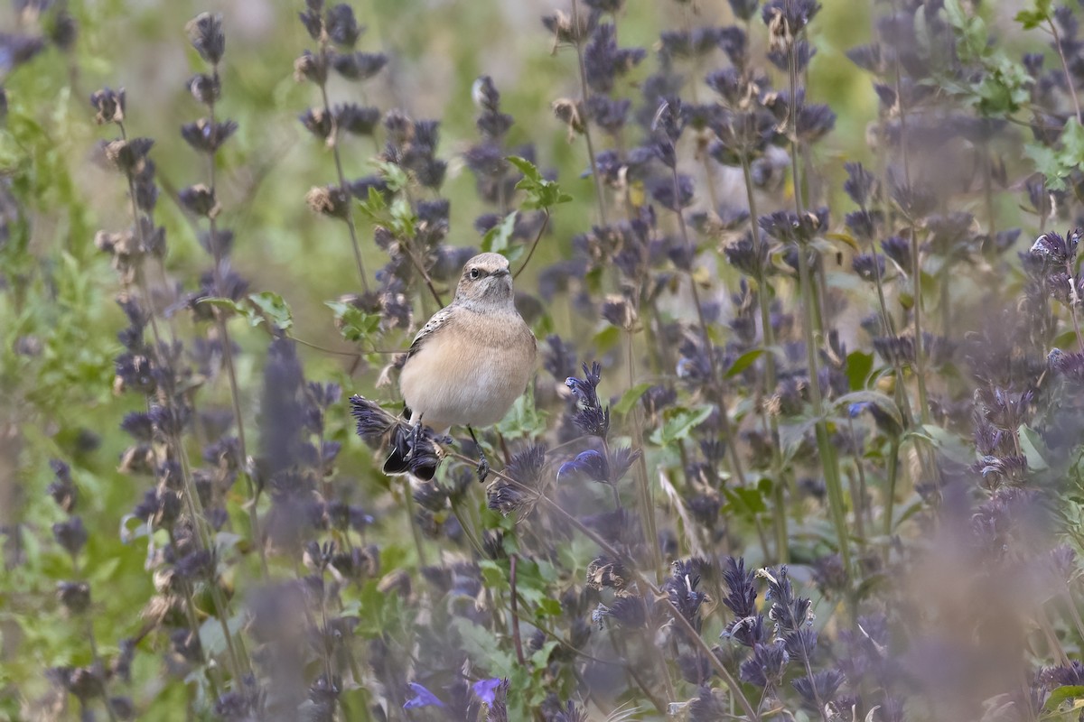 Siberian Stonechat - ML620820324