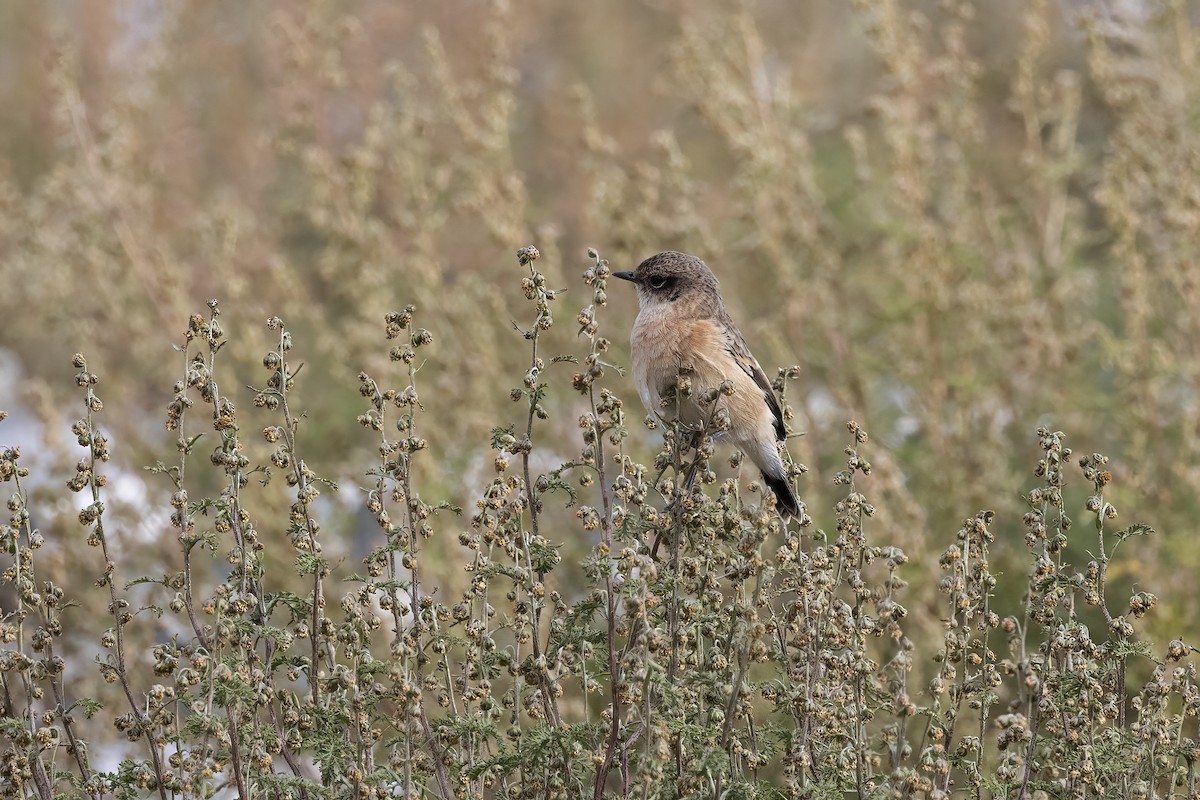 Pallasschwarzkehlchen - ML620820329