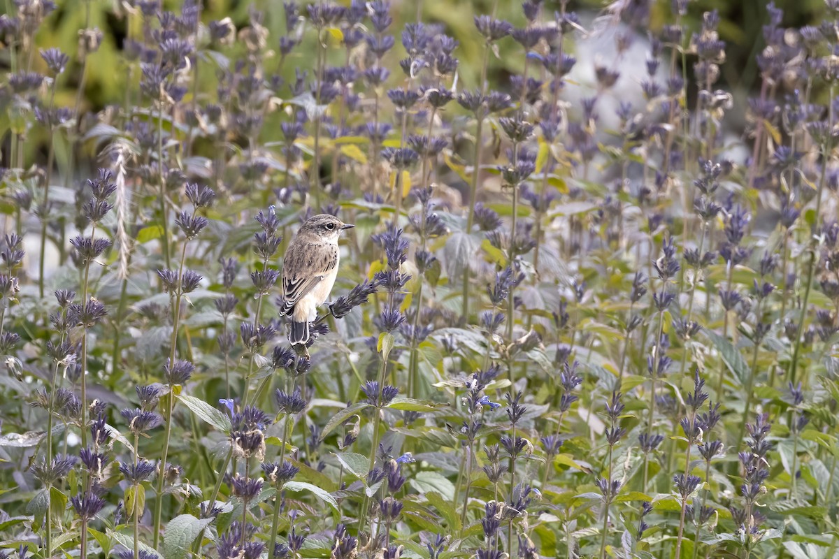 Siberian Stonechat - ML620820331