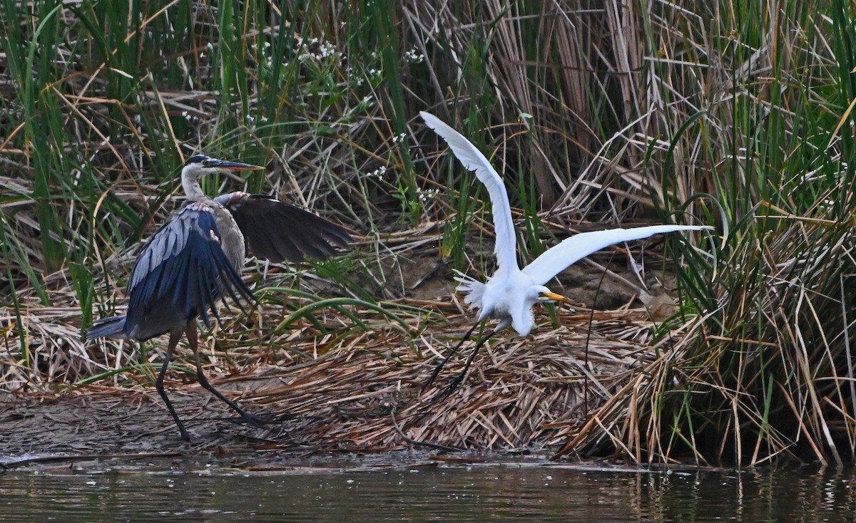 Great Blue Heron - ML620820333