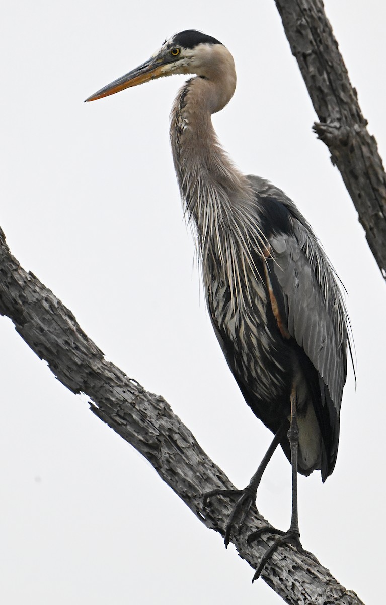 Great Blue Heron - ML620820335