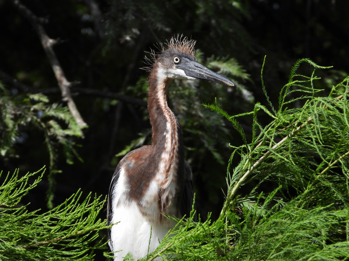 Tricolored Heron - ML620820338