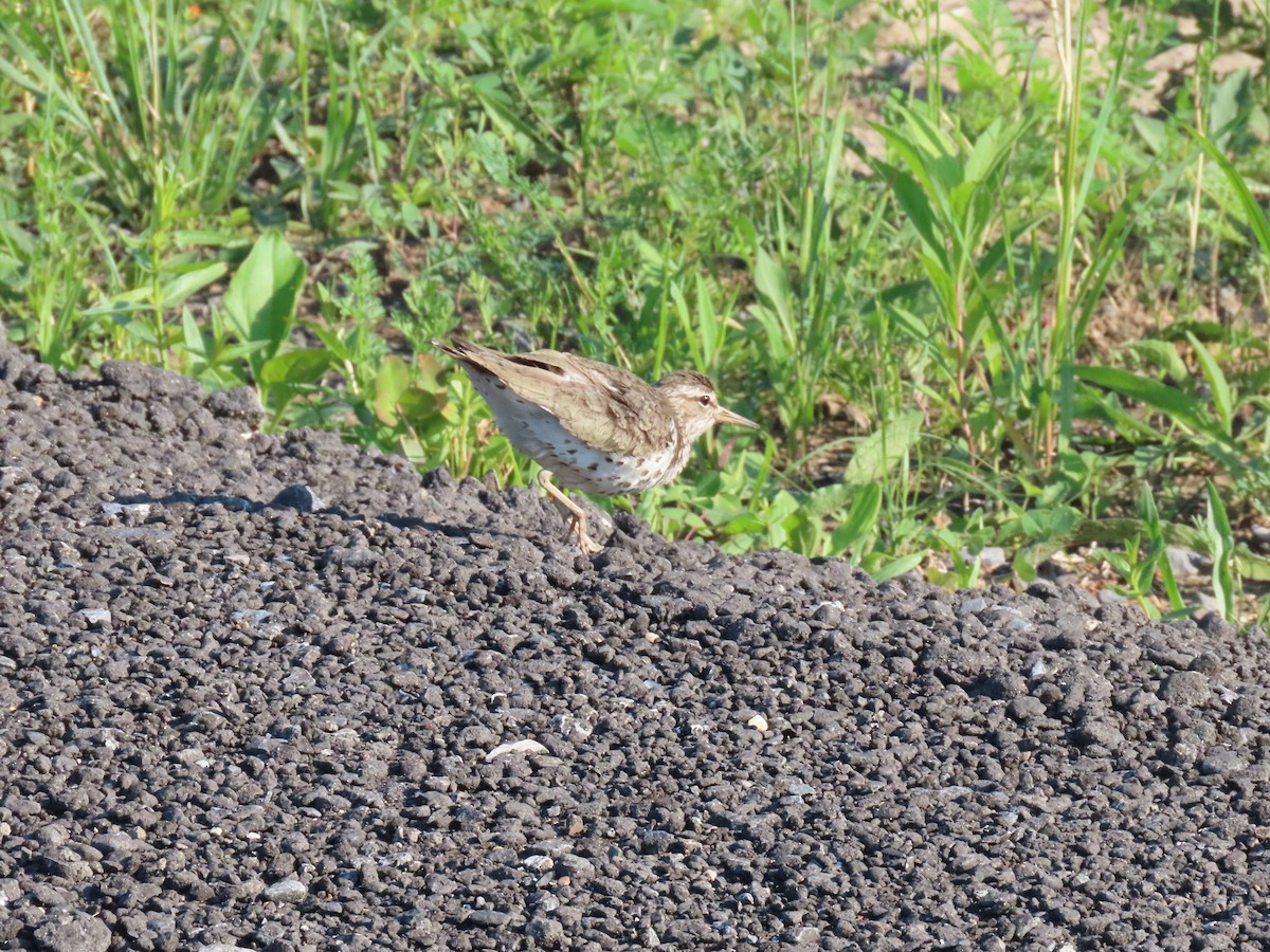 Spotted Sandpiper - ML620820342