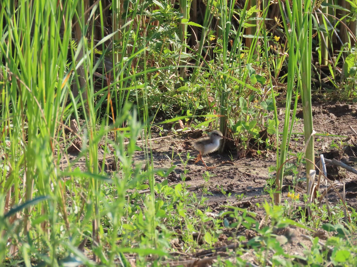 Spotted Sandpiper - Keith Cronin