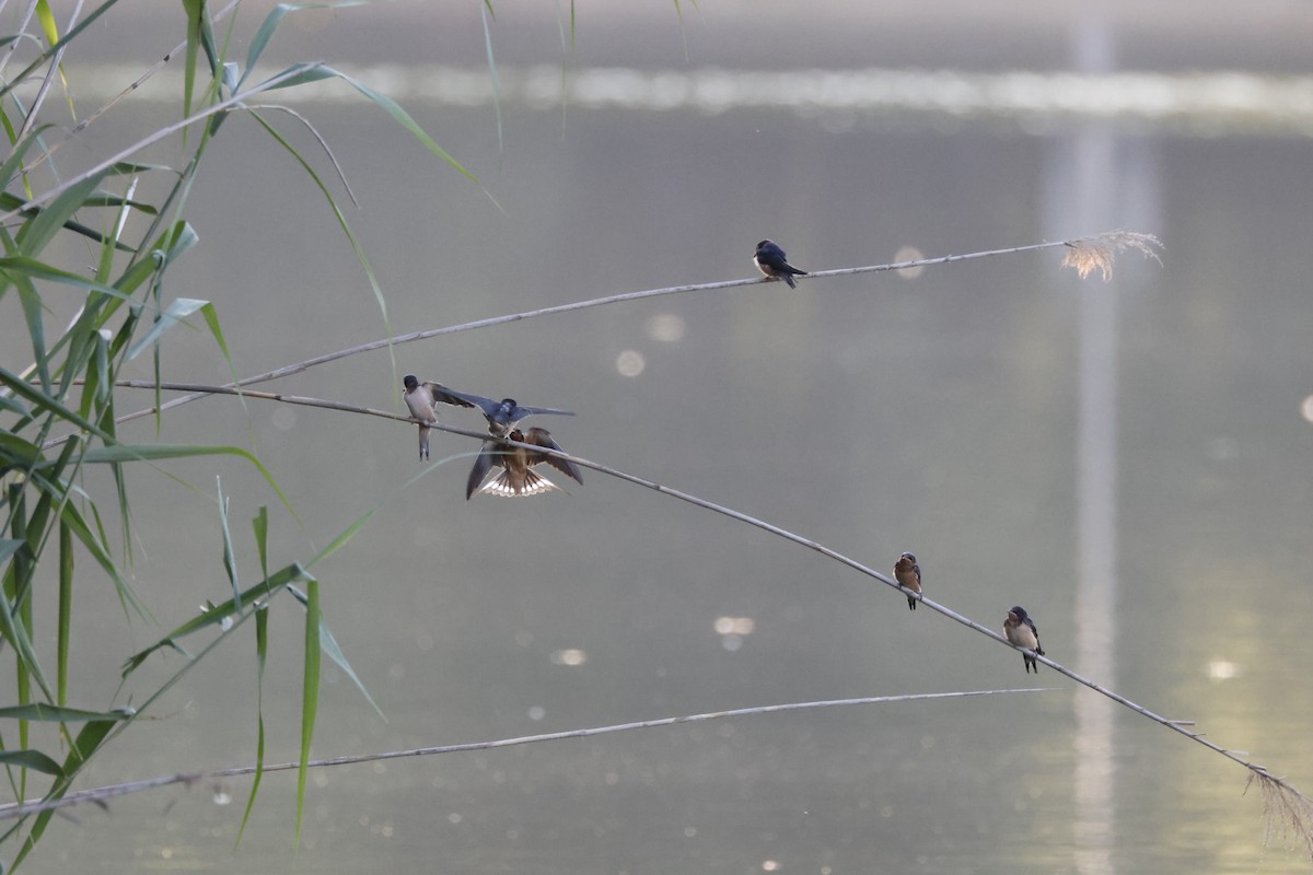 Barn Swallow - ML620820344