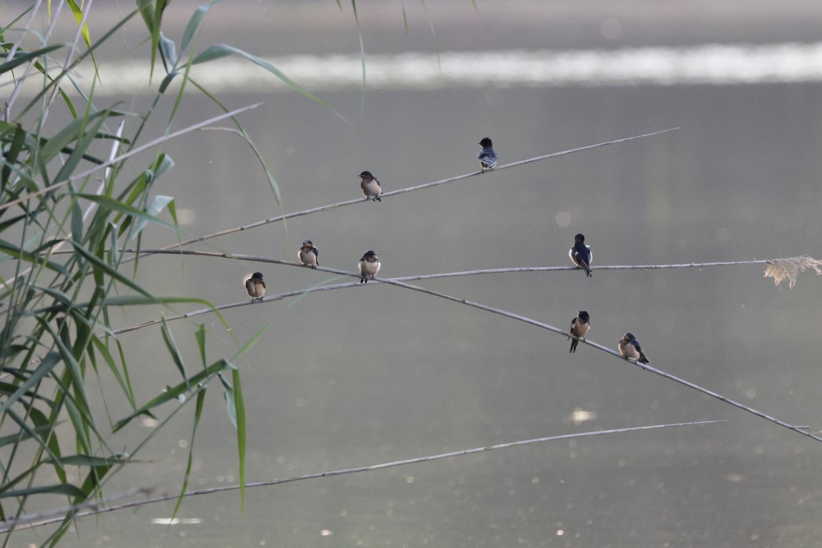 Barn Swallow - ML620820345