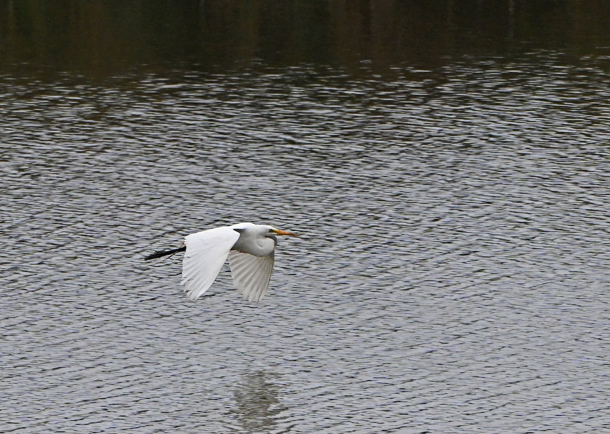 Great Egret - ML620820346