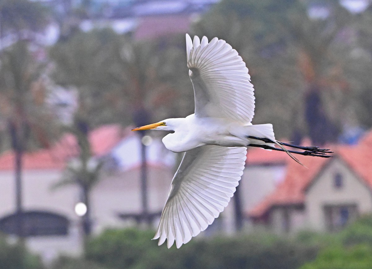 Great Egret - Paul Nale