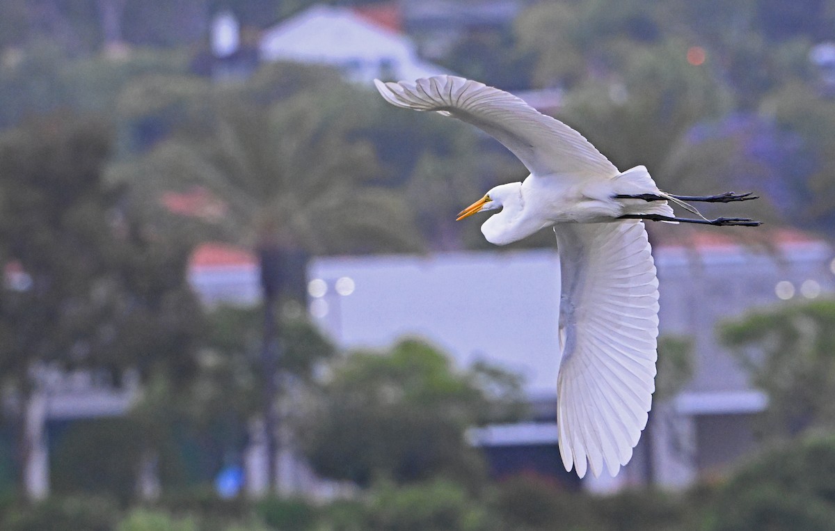 Great Egret - ML620820349