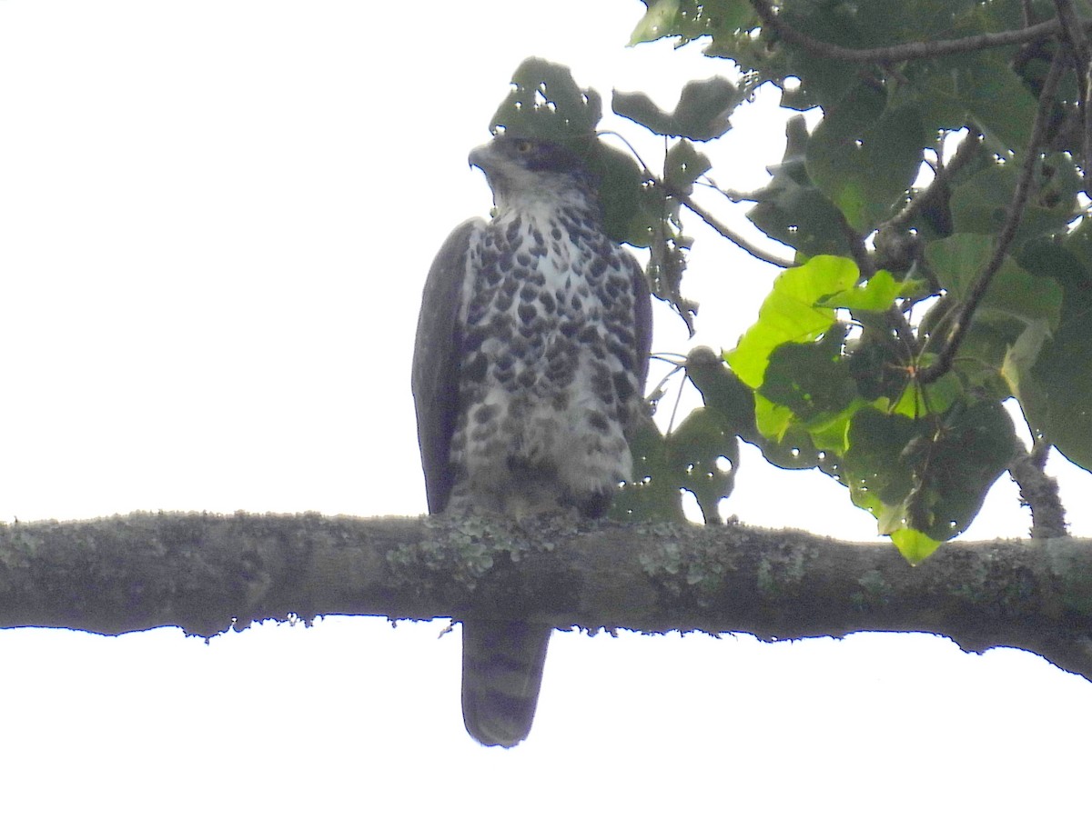 Ayres's Hawk-Eagle - ML620820350