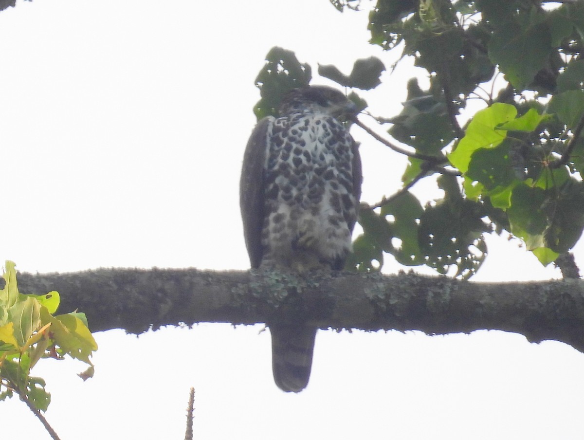 Ayres's Hawk-Eagle - ML620820351