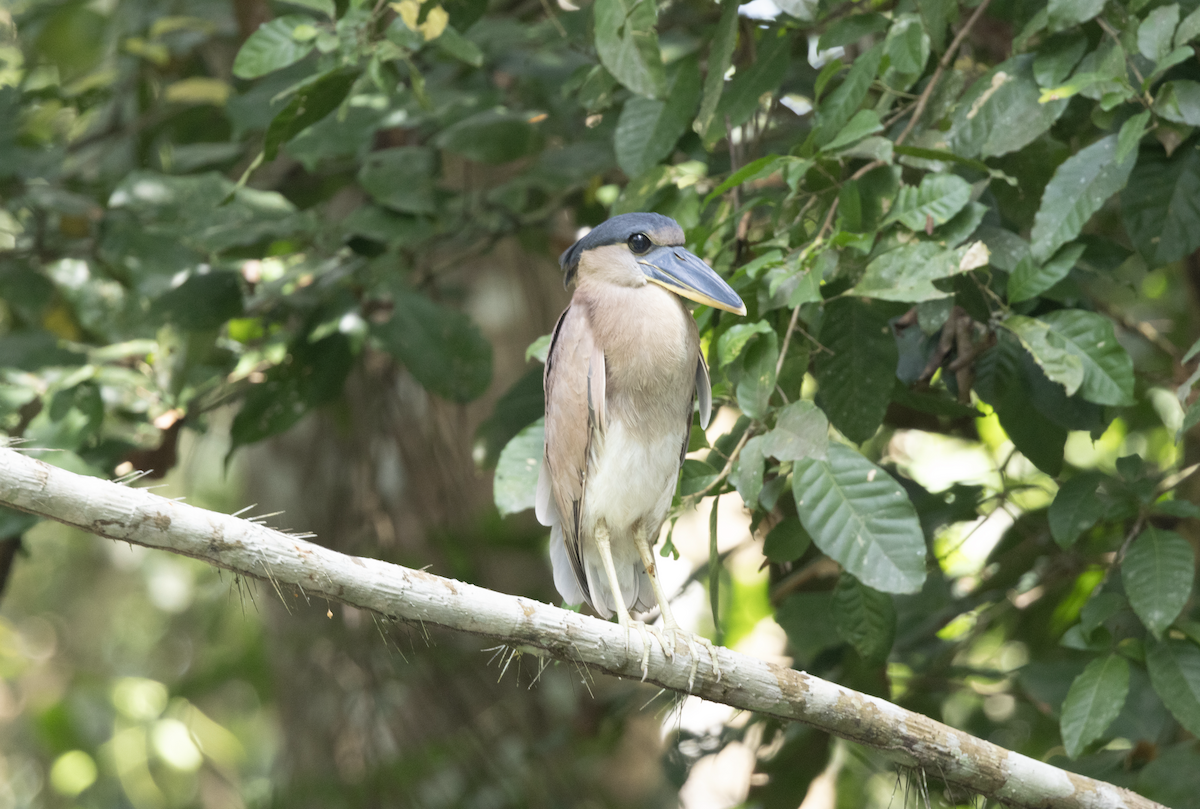 Boat-billed Heron - Marta Curti whitehawkbirding.com