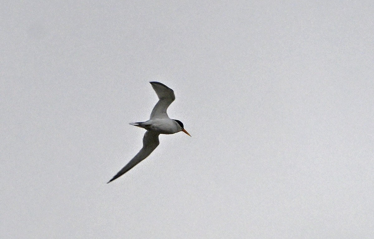 Least Tern - ML620820357